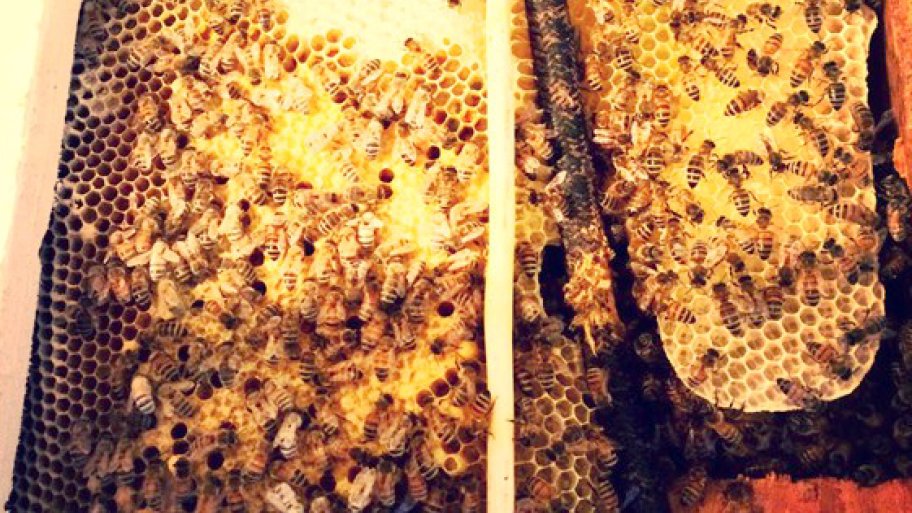 bees inside walls